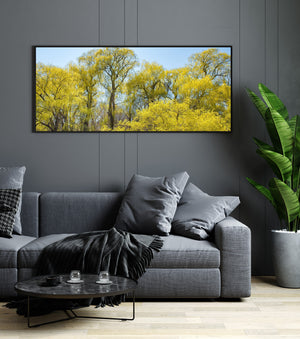 Hojas de sauce iluminadas por el sol rodean troncos altos y oscuros en un paisaje fresco de primavera