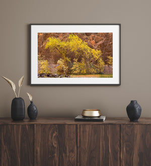 Zion Golden Autumn Trees Against Red Cliffs Colour Landscape Photography