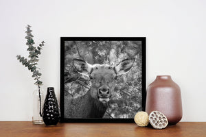 Soft sunlight reveals detailed elk fur against a textured pine woodland background