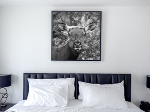Pine branches surround an elk’s face in a close black and white portrait