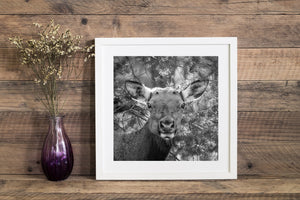 An elk stands quietly beside evergreen foliage in an Arizona woodland scene