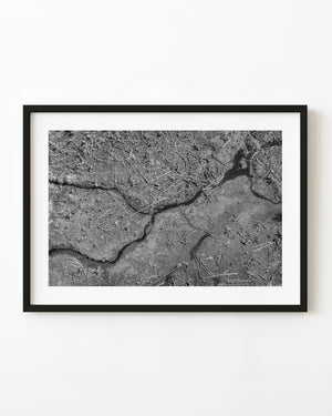 Dark swamp channels wind through cracked mud and dry reeds in Haliburton in black and white