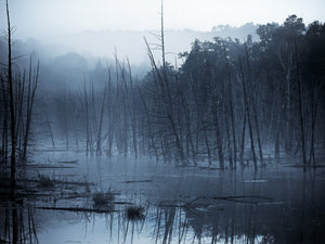 Blue mist drifts among bare trunks reflected in still wetland water