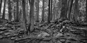 Rugged woodland floor with rocks and roots in monochrome
