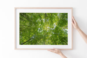 Haliburton bosplafondfotografie Fine Art‑print