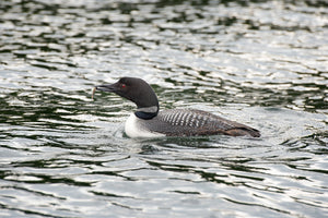 A common loon holds a small fish above rippling dark green water