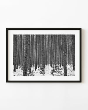 Tall pine trunks and young evergreens stand in a snowy Haliburton forest in black and white