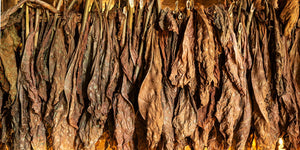 Close view of tobacco leaves drying on wooden poles in Cuba