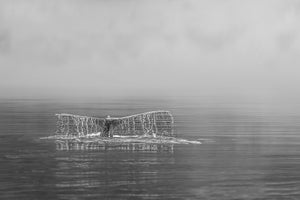 Black and white photograph of a humpback whale diving beneath a smooth, misty sea.