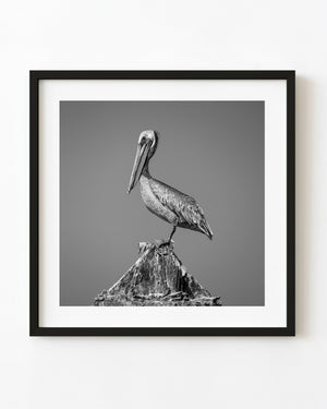 Pelican perched on a rusted post in Key West in black and white