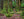 Green woodland trees with moss in Ireland forest