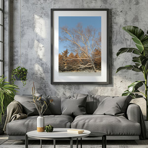 Warm light touches bare birch branches and snow-dusted evergreen trees.