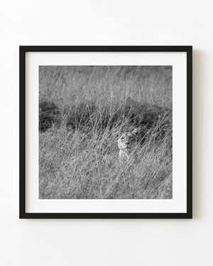 Lioness partially hidden in tall grass Serengeti black and white