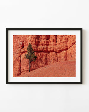 Lone tree against red rock
