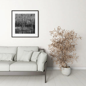Delicate hanging moss and cypress reflections in a monochrome Louisiana landscape