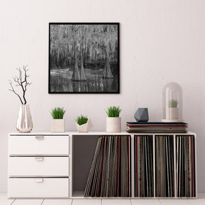 Quiet black and white swamp photograph with cypress trunks, light and mist