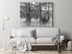 Black and white cypress grove with broad roots and pale mist above the water