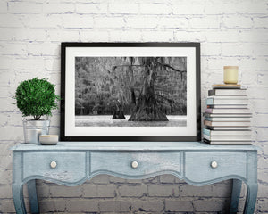 Ancient cypress trees in Texas