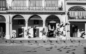 Black and white photo of Havana pigeons