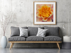 Square colour photograph of a pink water lily’s intricate golden centre