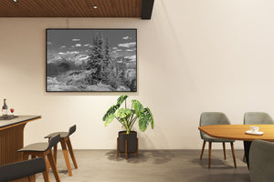 Black and white photograph of conifers on a Rocky Mountain slope