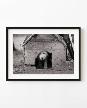 Romanian farm dog looking out from a weathered wooden kennel in black and white