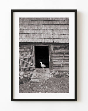 White duck standing in a weathered wooden farm doorway in Romania