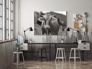 Scottish Highland cow photographed in Suceava region