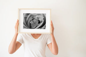 Softly lit rose petals curling around a dark central fold