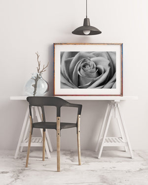 Rose centre surrounded by broad curved petals in a close-up photograph