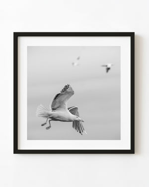 Seabird in flight against a pale sky in black and white