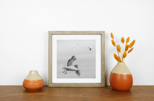 Gull turning in midair beneath a softly toned sky