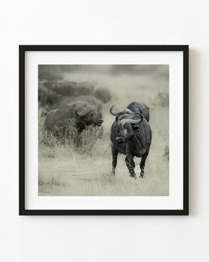 Cape buffalo herd in Serengeti grassland, Tanzania