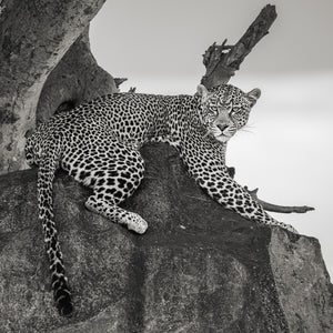 Leopard reclining on a boulder beneath a broken tree branch