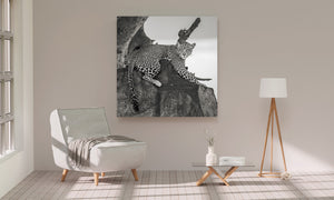 Spotted leopard stretched across a Serengeti rock