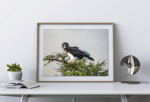Martial eagle looking toward the camera from an acacia perch