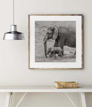 Wrinkled elephant skin and a calf with its trunk curled upward