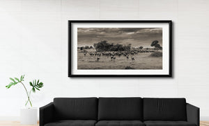 Wildebeest viewed from behind as they cross Serengeti grassland