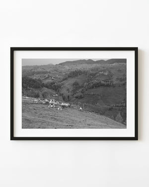 Sheep on rolling hills near Brasov in monochrome