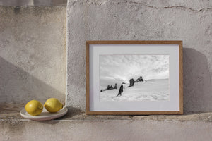 Black and white photograph of a chinstrap penguin in a snowy landscape