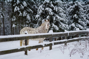 White horse with brown spots standing before snow-laden evergreen trees.