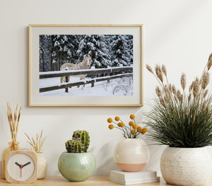 Winter horse photograph with snowy woodland and dark evergreen branches.