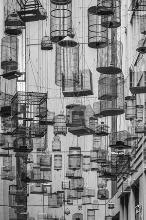Jaulas de pájaros suspendidas llenan el espacio entre los edificios en Angel Place en Sydney