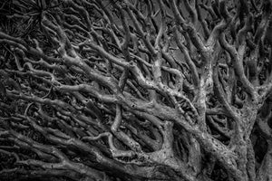 Thick textured limbs weave through a dense network of curved branches.
