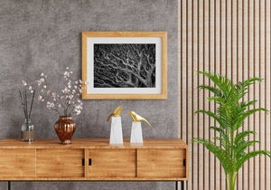 Layered curving branches and textured bark fill the frame.