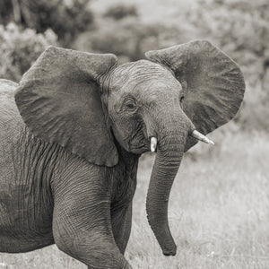 Portret van een Afrikaanse olifant