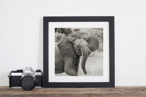 Wilde olifant Tanzania