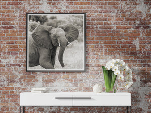 Safariolifant Tanzania