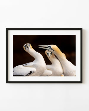 Three northern gannets with white plumage, golden heads and blue eyes on Bonaventure Island.