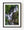 Torc Waterfall cascading over dark rocks through lush green Irish woodland